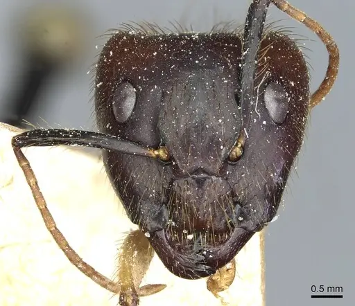 Camponotus atriceps specimen CASENT0911802 image casent0911802_2