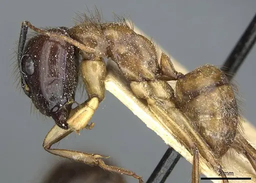 Camponotus atriceps specimen CASENT0911802 image casent0911802_3