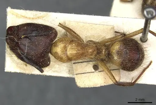 Camponotus atriceps specimen CASENT0911803 image casent0911803_1