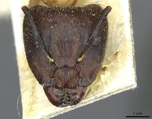 Camponotus atriceps specimen CASENT0911803 image casent0911803_2