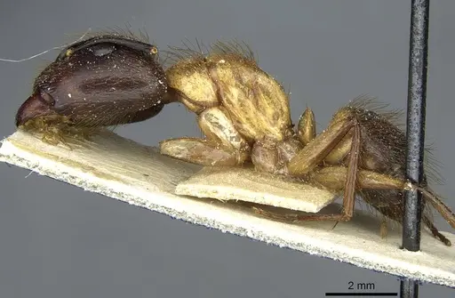 Camponotus atriceps specimen CASENT0911803 image casent0911803_3