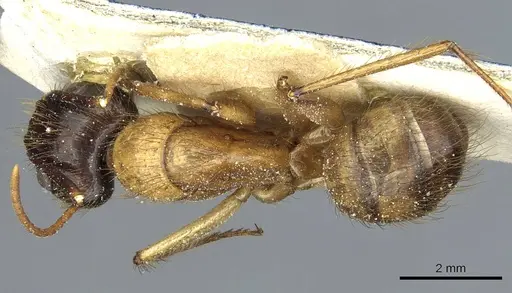 Camponotus atriceps specimen CASENT0911804 image casent0911804_1