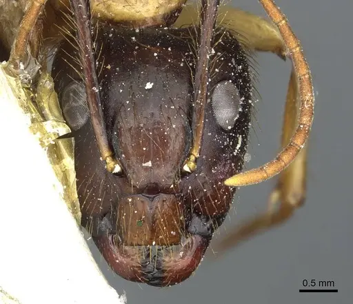 Camponotus atriceps specimen CASENT0911804 image casent0911804_2