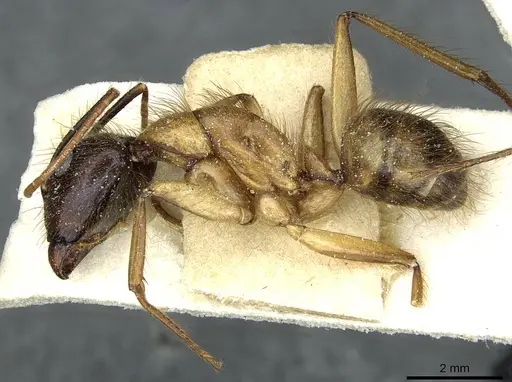 Camponotus atriceps specimen CASENT0911804 image casent0911804_3
