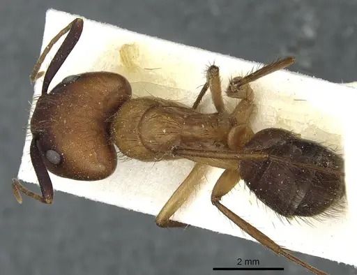 Camponotus atriceps specimen CASENT0911805 image casent0911805_1