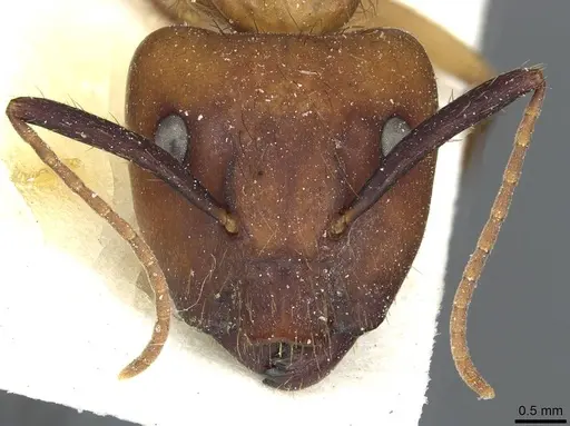Camponotus atriceps specimen CASENT0911805 image casent0911805_2