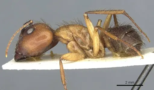 Camponotus atriceps specimen CASENT0911805 image casent0911805_3