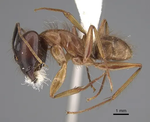 Camponotus atriceps specimen CASENT0923517 image casent0923517_1