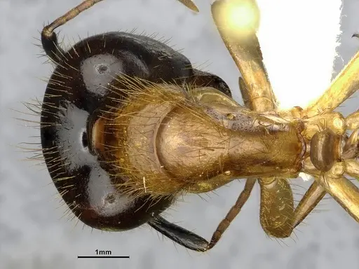 Camponotus atriceps specimen CASENT4032221 image casent4032221_1