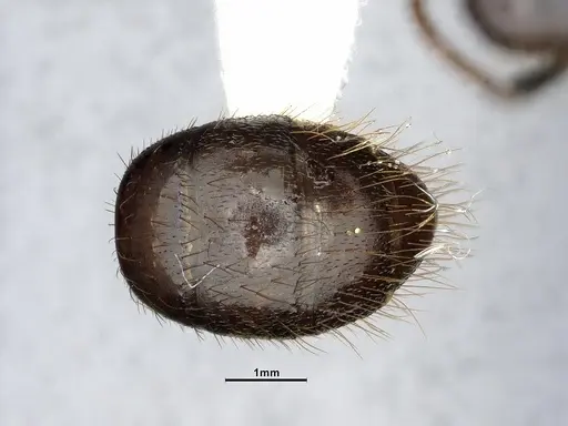 Camponotus atriceps specimen CASENT4032221 image casent4032221_2