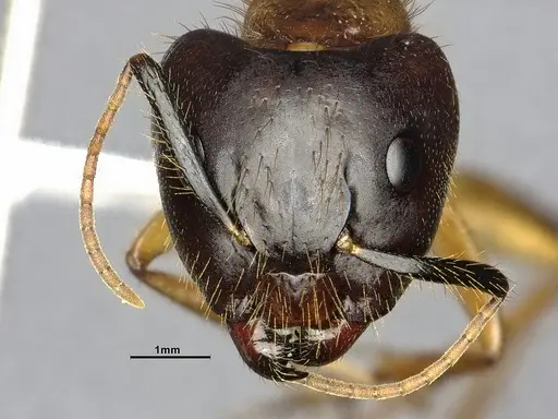 Camponotus atriceps specimen CASENT4032221 image casent4032221_3