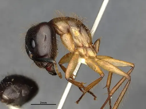 Camponotus atriceps specimen CASENT4032221 image casent4032221_4