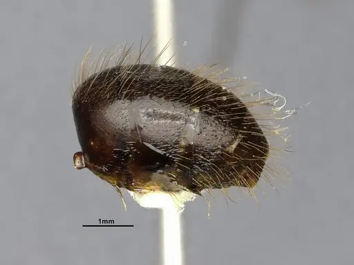 Camponotus atriceps specimen CASENT4032221 image casent4032221_5