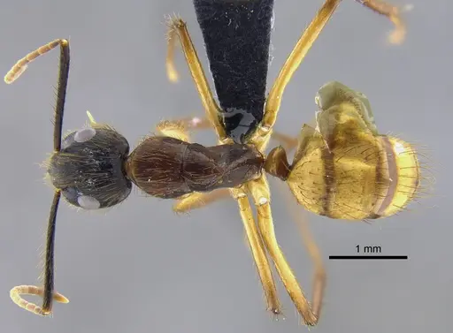 Camponotus atriceps specimen CBUMAGENT41787 image cbumagent41787_1