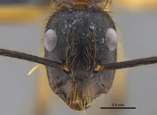 Camponotus atriceps specimen CBUMAGENT41787 image cbumagent41787_2