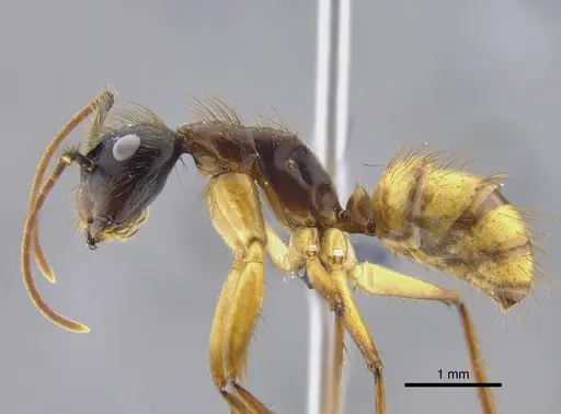 Camponotus atriceps specimen CBUMAGENT41787 image cbumagent41787_3