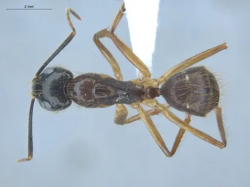 Camponotus atriceps specimen ECOFOG-IT14-0134-06 image ecofog-it14-0134-06_1