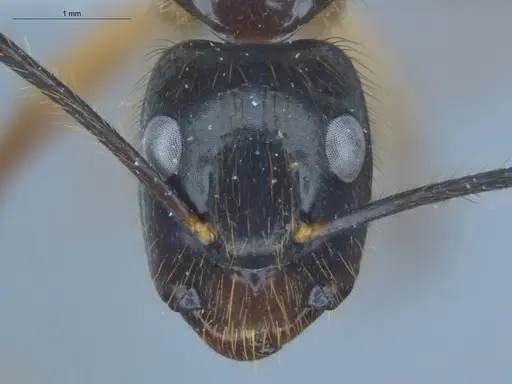Camponotus atriceps specimen ECOFOG-IT14-0134-06 image ecofog-it14-0134-06_2
