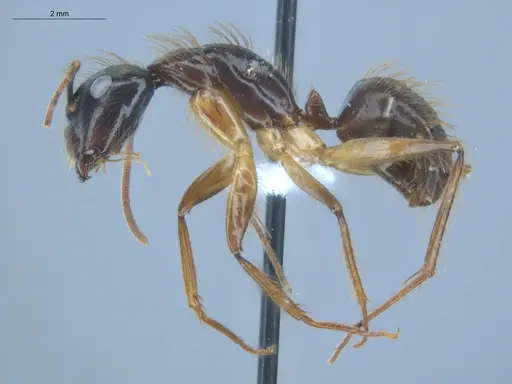 Camponotus atriceps specimen ECOFOG-IT14-0134-06 image ecofog-it14-0134-06_3