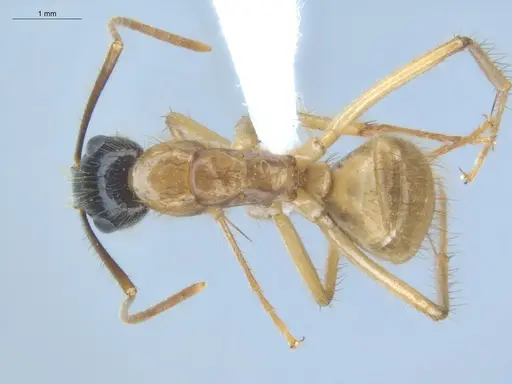 Camponotus atriceps specimen ECOFOG-IT14-0408-06 image ecofog-it14-0408-06_1