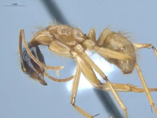 Camponotus atriceps specimen ECOFOG-IT14-0408-06 image ecofog-it14-0408-06_3