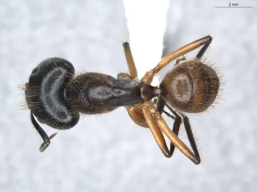 Camponotus atriceps specimen ECOFOG-KR18-0012-40-S image ecofog-kr18-0012-40-s_1
