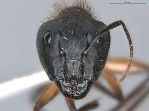Camponotus atriceps specimen ECOFOG-KR18-0012-40-S image ecofog-kr18-0012-40-s_2
