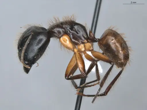 Camponotus atriceps specimen ECOFOG-KR18-0012-40-S image ecofog-kr18-0012-40-s_3