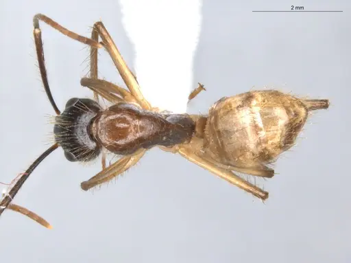 Camponotus atriceps specimen ECOFOG-KR18-0012-40 image ecofog-kr18-0012-40_1