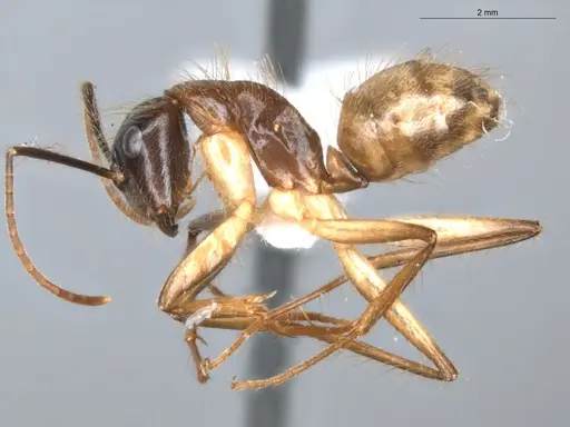 Camponotus atriceps specimen ECOFOG-KR18-0012-40 image ecofog-kr18-0012-40_3