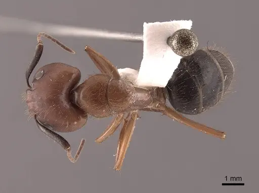 Camponotus atriceps specimen FMNHINS0000046082 image fmnhins0000046082_1