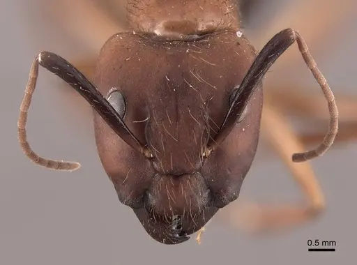 Camponotus atriceps specimen FMNHINS0000046082 image fmnhins0000046082_2