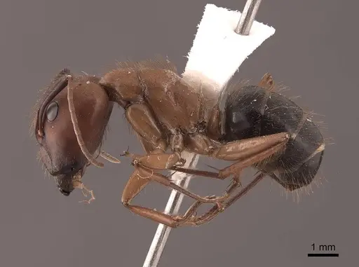 Camponotus atriceps specimen FMNHINS0000046082 image fmnhins0000046082_3