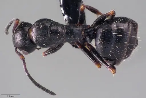 Camponotus atricolor specimen ANTWEB1060071 image antweb1060071_1