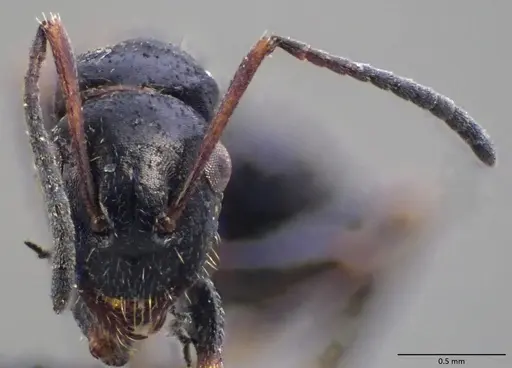 Camponotus atricolor specimen ANTWEB1060071 image antweb1060071_2
