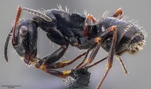 Camponotus atricolor specimen ANTWEB1060071 image antweb1060071_3