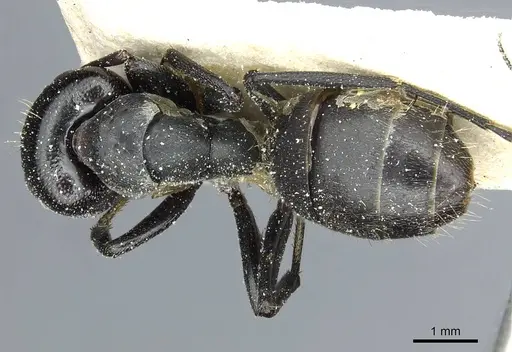 Camponotus atriscapus specimen CASENT0911817 image casent0911817_1