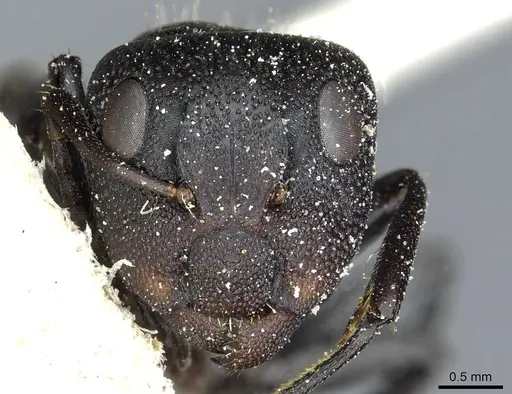 Camponotus atriscapus specimen CASENT0911817 image casent0911817_2