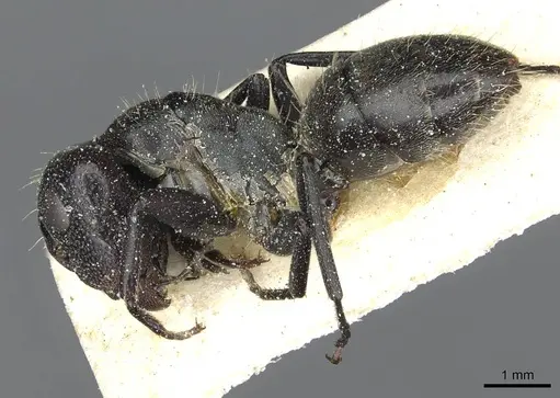Camponotus atriscapus specimen CASENT0911817 image casent0911817_3
