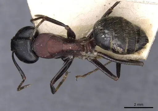 Camponotus atrox specimen CASENT0909953 image casent0909953_1