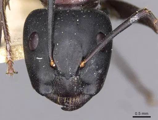 Camponotus atrox specimen CASENT0909953 image casent0909953_2
