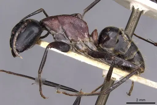 Camponotus atrox specimen CASENT0909953 image casent0909953_3