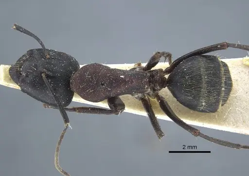 Camponotus atrox specimen CASENT0917143 image casent0917143_1