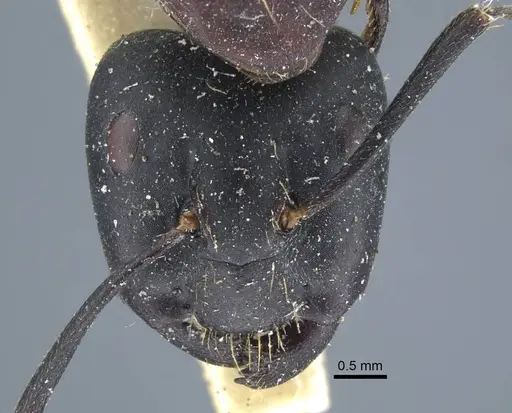 Camponotus atrox specimen CASENT0917143 image casent0917143_2