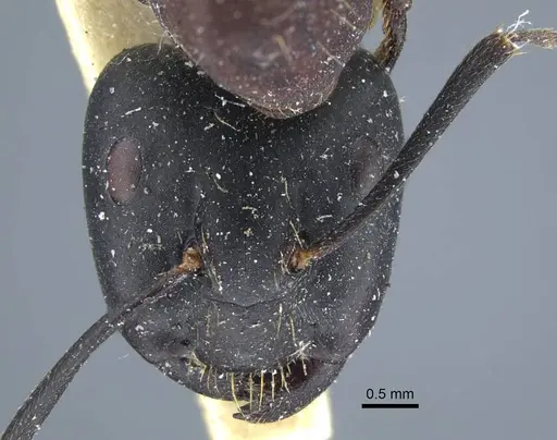Camponotus atrox specimen CASENT0917143 image casent0917143_3