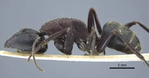 Camponotus atrox specimen CASENT0917143 image casent0917143_4