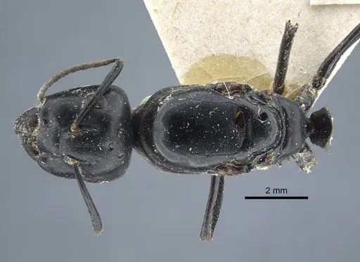 Camponotus atrox specimen CASENT0917144 image casent0917144_1
