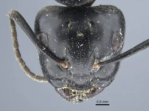 Camponotus atrox specimen CASENT0917144 image casent0917144_2