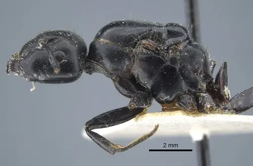 Camponotus atrox specimen CASENT0917144 image casent0917144_3