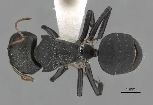 Camponotus augustei specimen CASENT0280083 image casent0280083_1